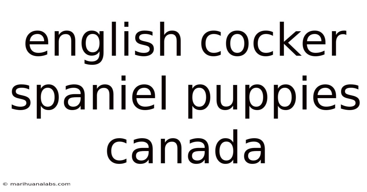 English Cocker Spaniel Puppies Canada