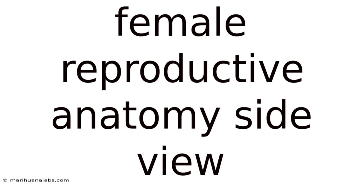 Female Reproductive Anatomy Side View