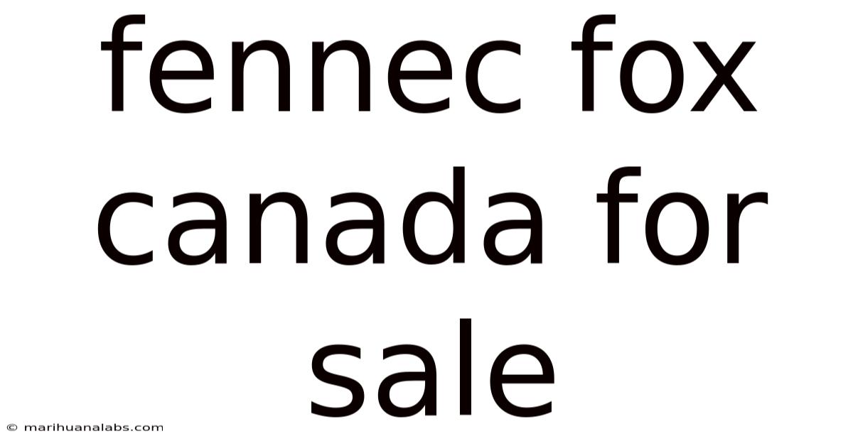 Fennec Fox Canada For Sale
