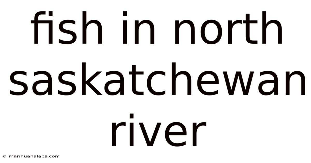 Fish In North Saskatchewan River