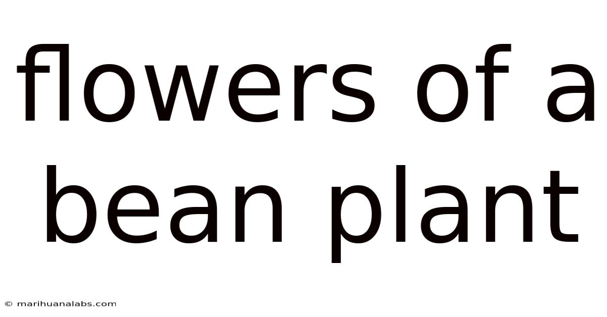 Flowers Of A Bean Plant