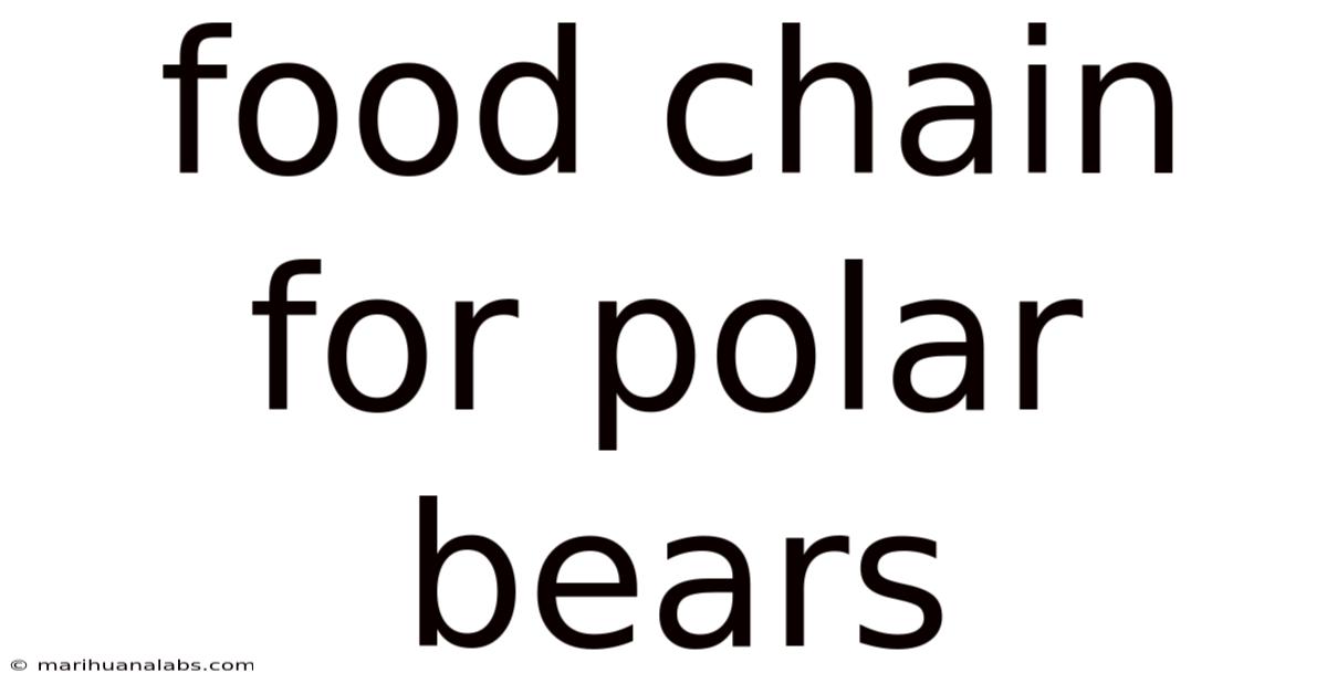 Food Chain For Polar Bears