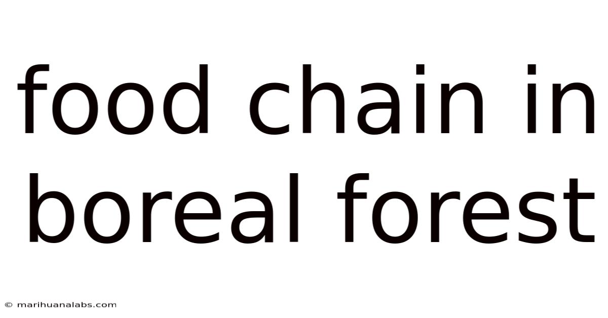 Food Chain In Boreal Forest