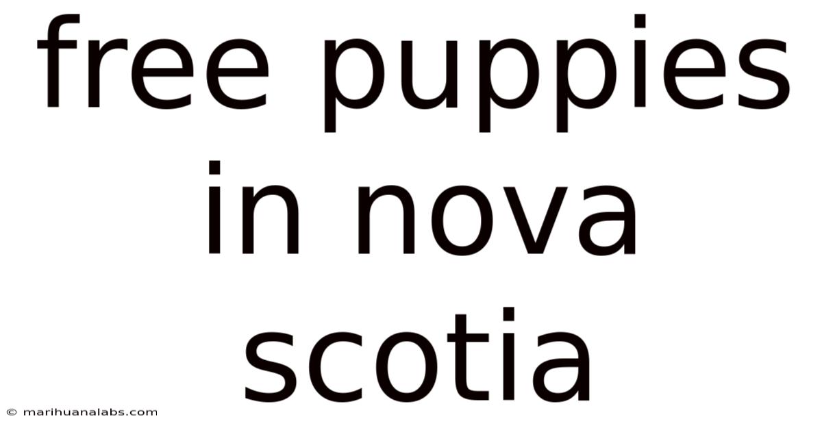 Free Puppies In Nova Scotia