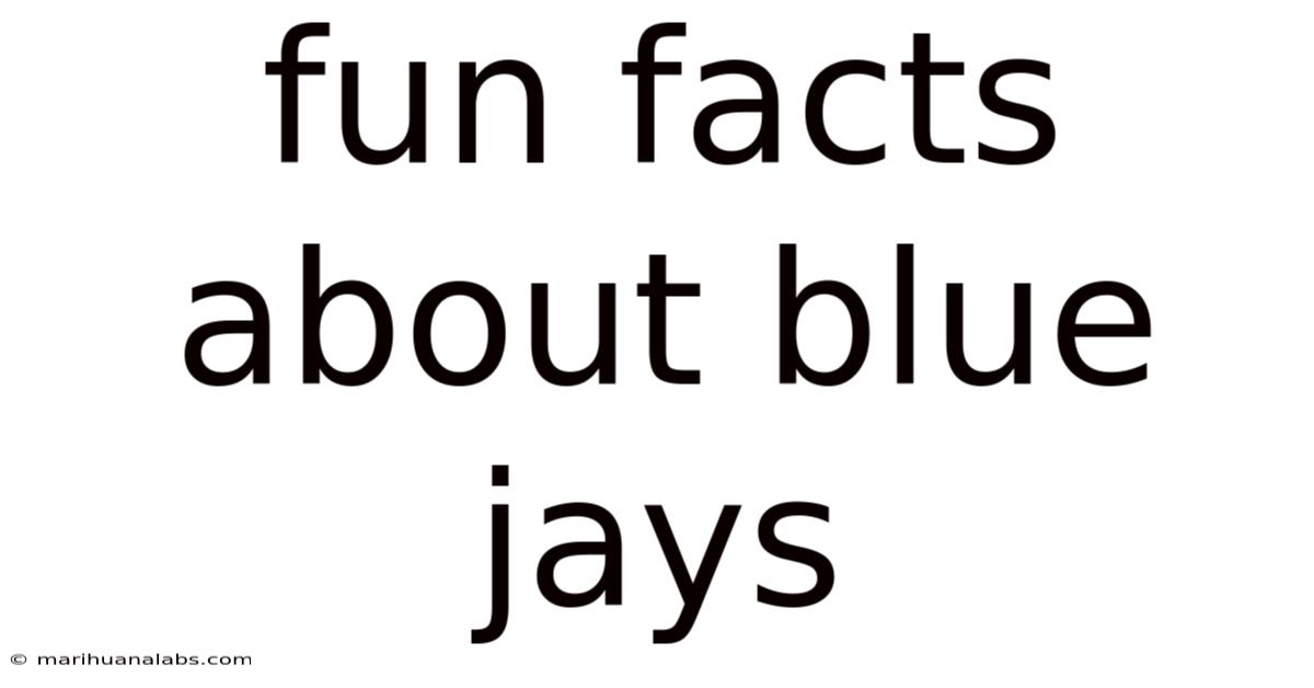 Fun Facts About Blue Jays