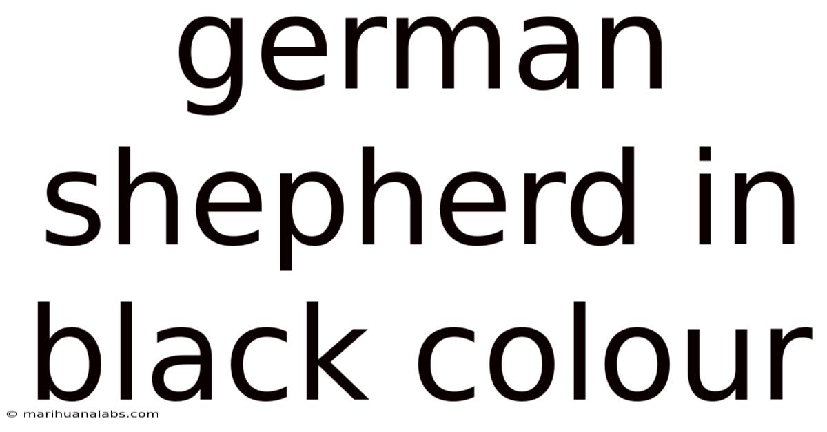 German Shepherd In Black Colour