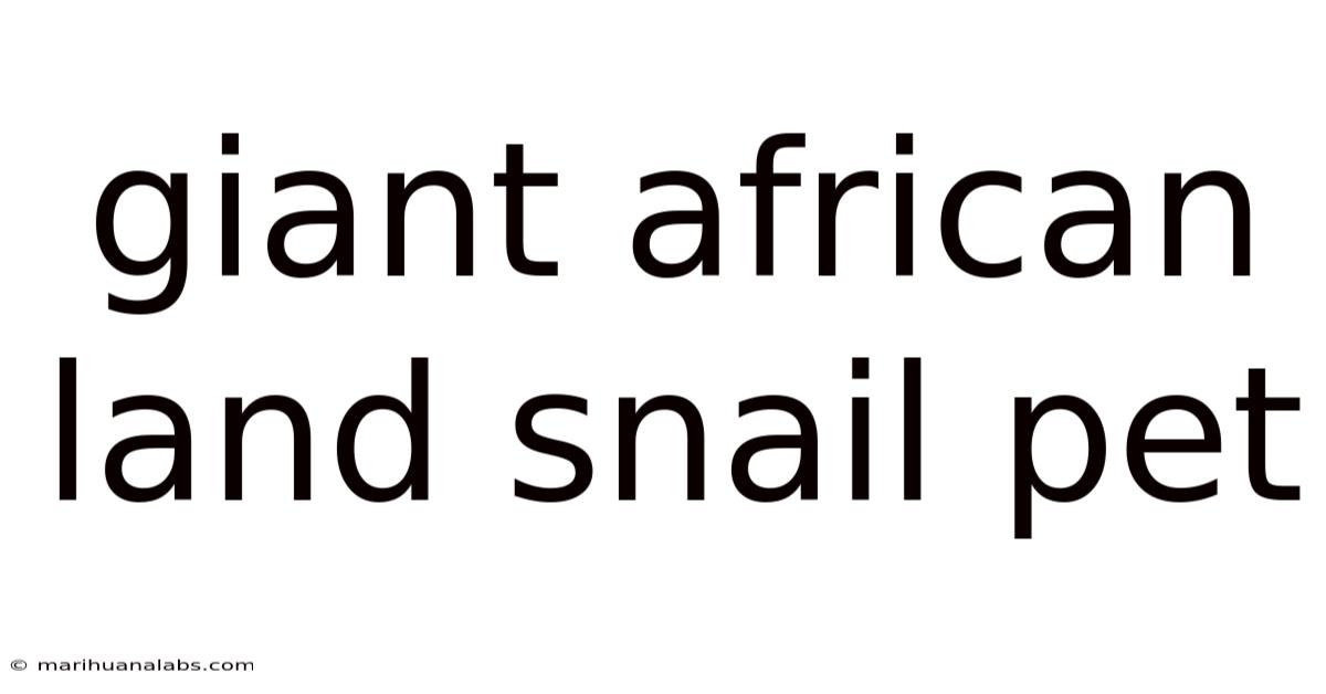 Giant African Land Snail Pet