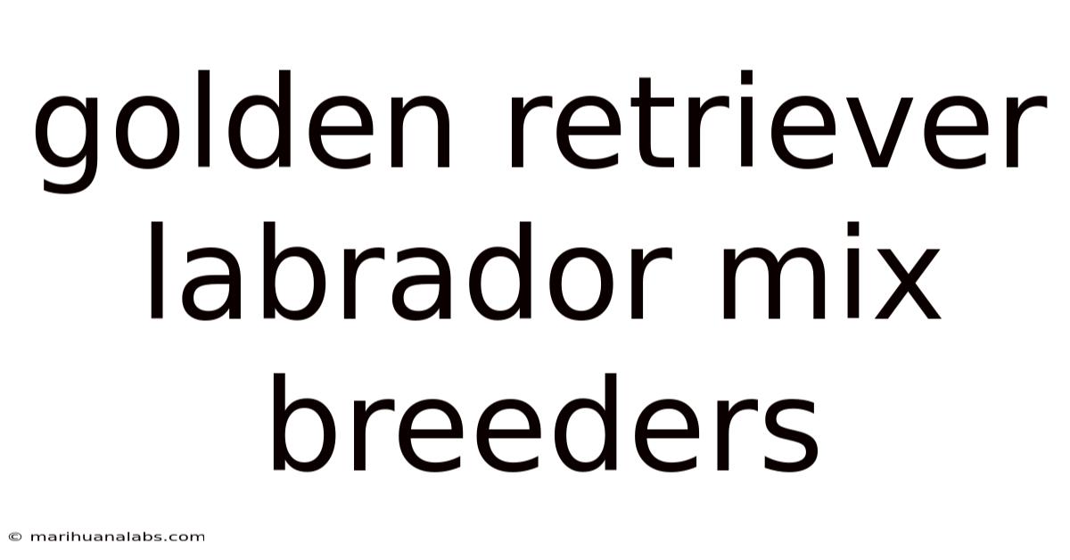 Golden Retriever Labrador Mix Breeders