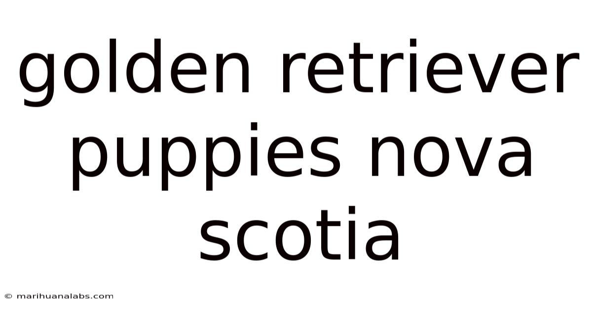 Golden Retriever Puppies Nova Scotia