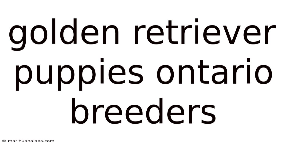 Golden Retriever Puppies Ontario Breeders