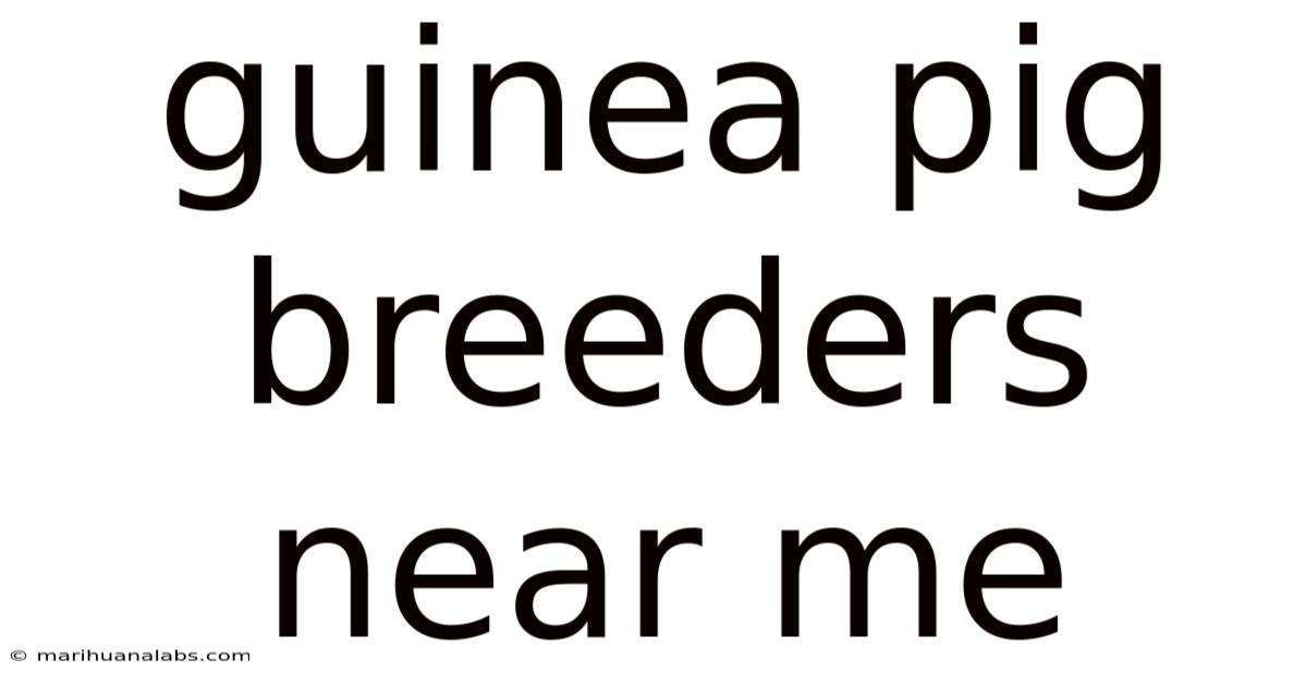 Guinea Pig Breeders Near Me