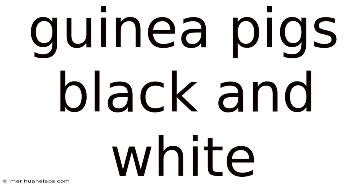 Guinea Pigs Black And White
