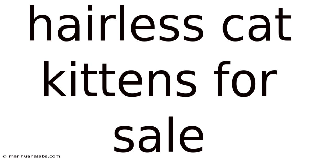 Hairless Cat Kittens For Sale