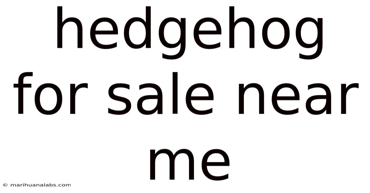 Hedgehog For Sale Near Me