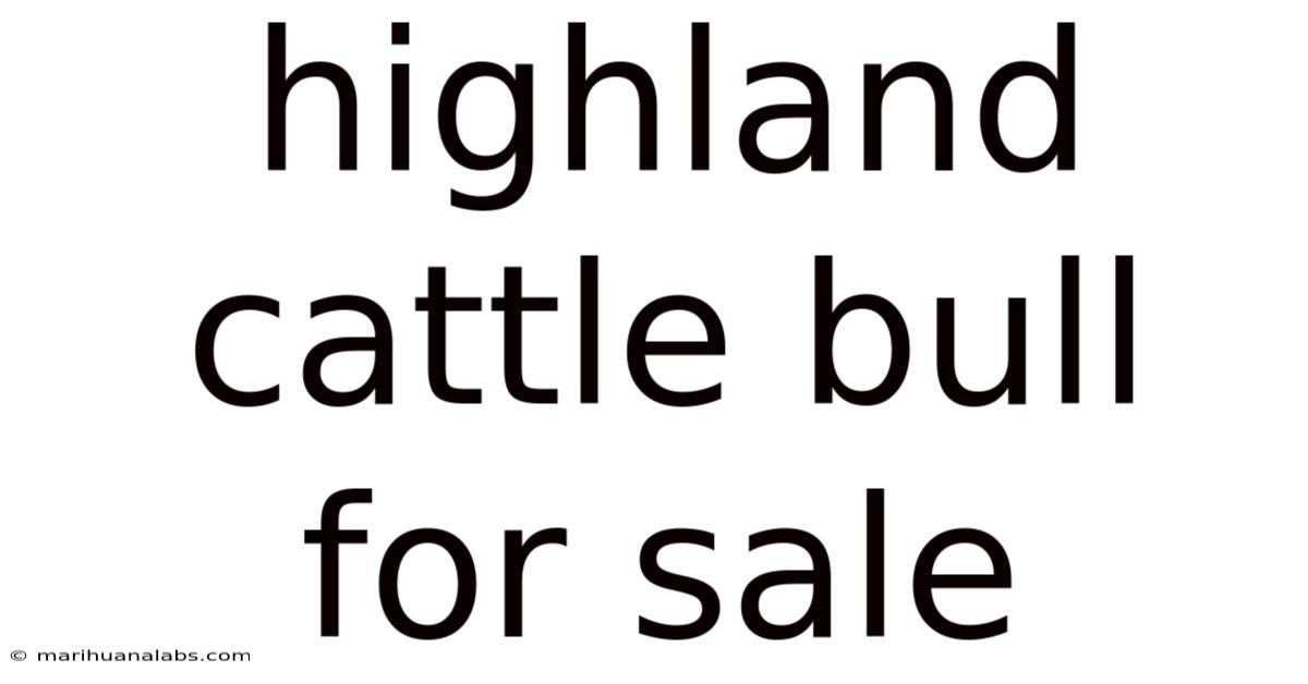 Highland Cattle Bull For Sale