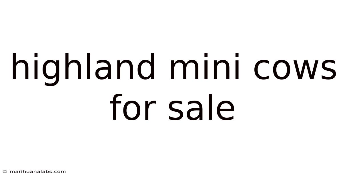 Highland Mini Cows For Sale