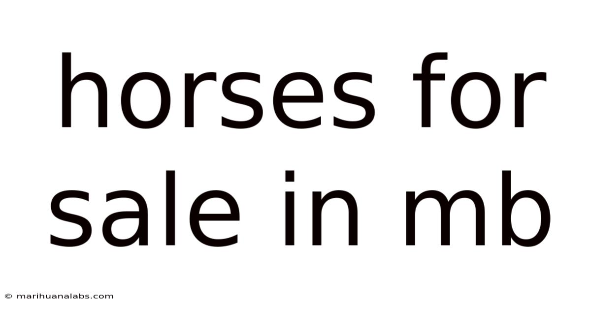 Horses For Sale In Mb