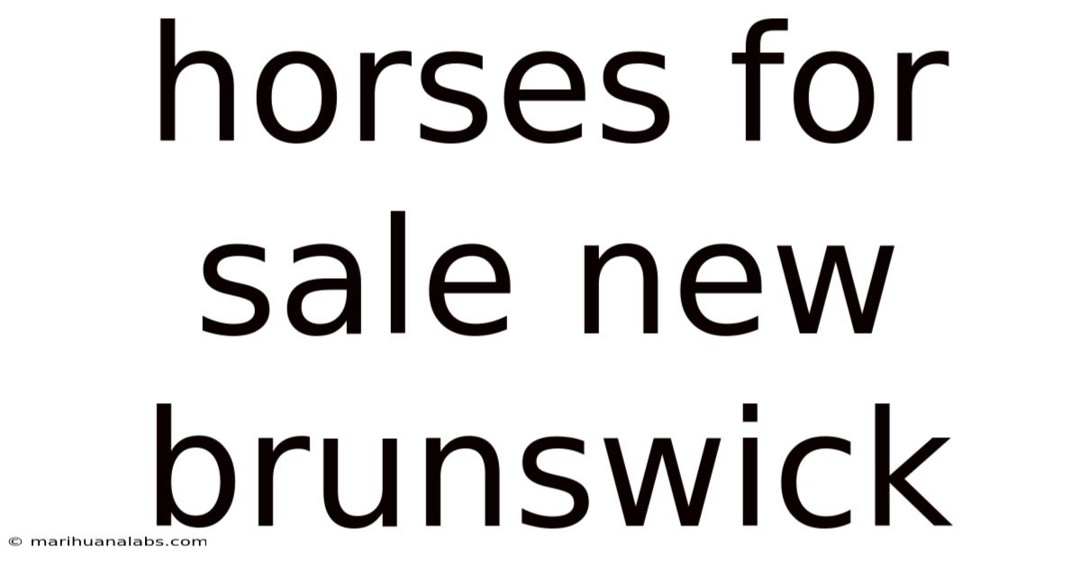 Horses For Sale New Brunswick