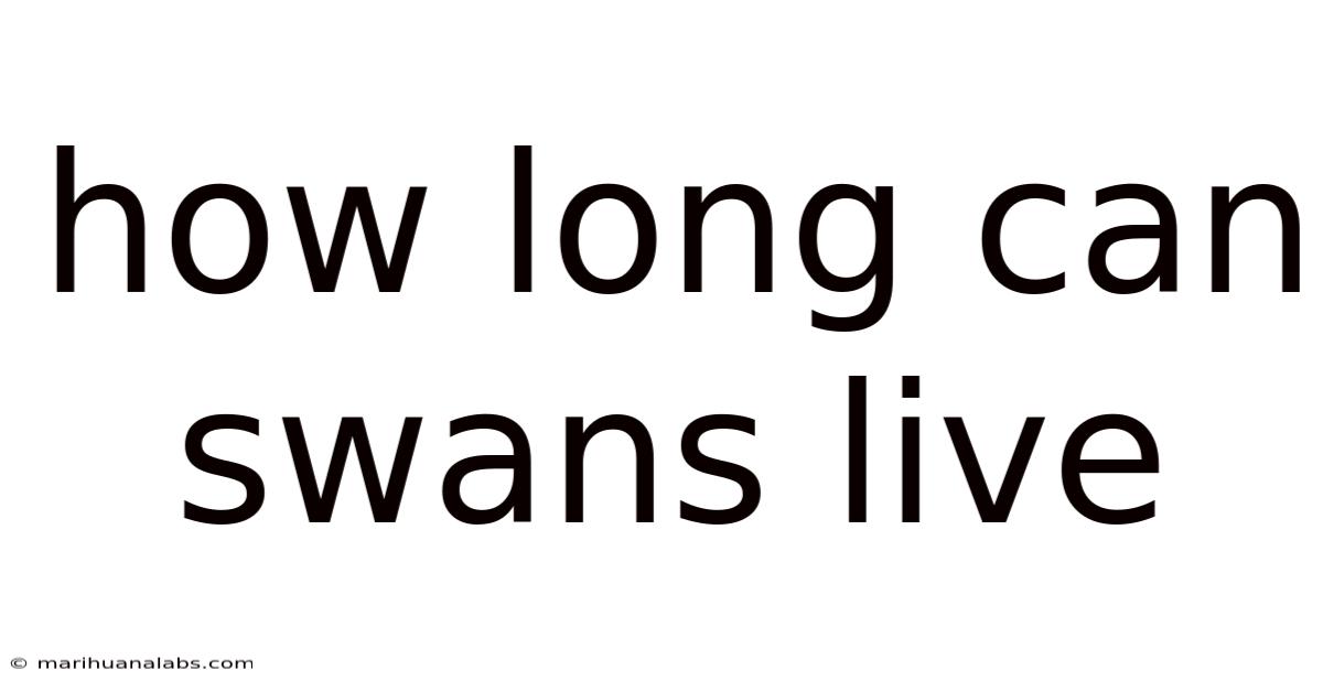 How Long Can Swans Live