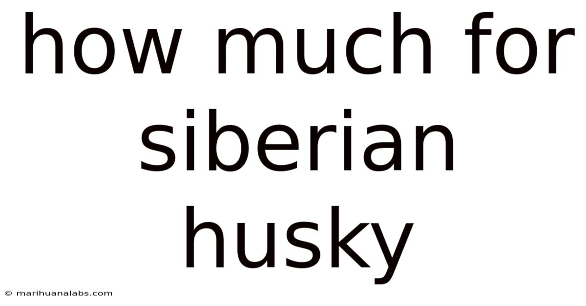 How Much For Siberian Husky