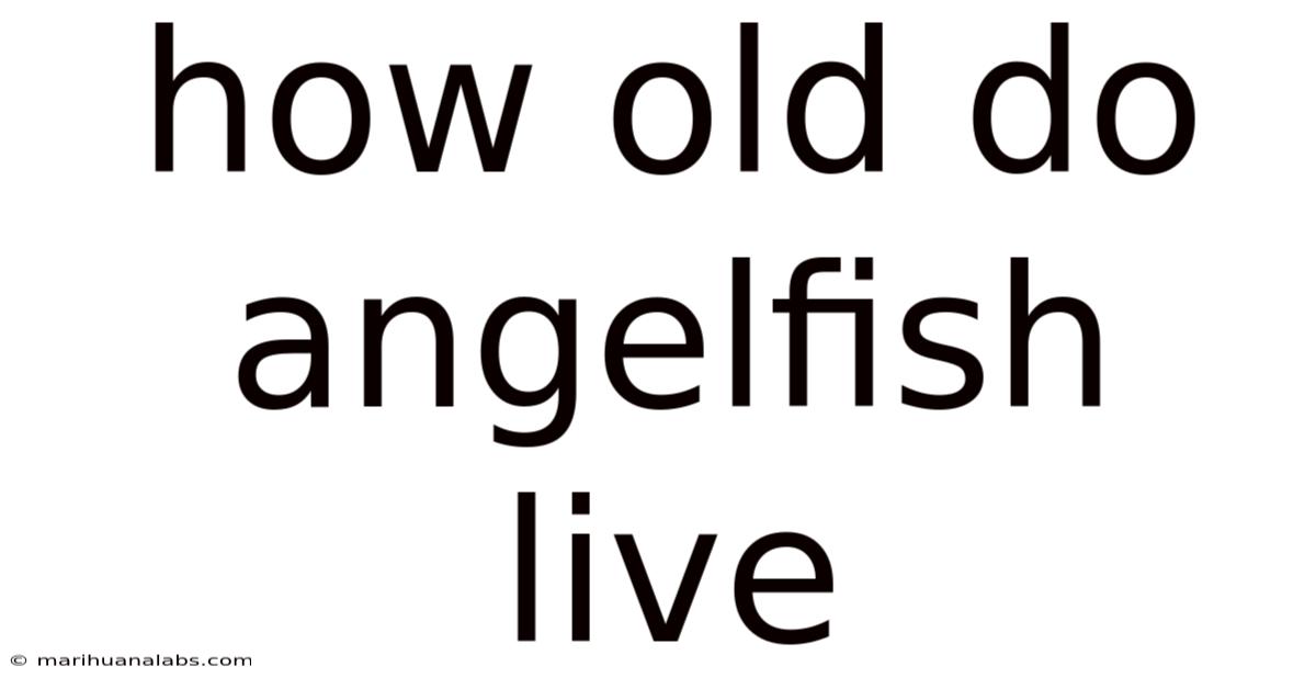 How Old Do Angelfish Live
