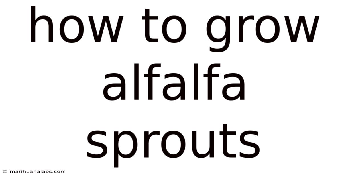 How To Grow Alfalfa Sprouts