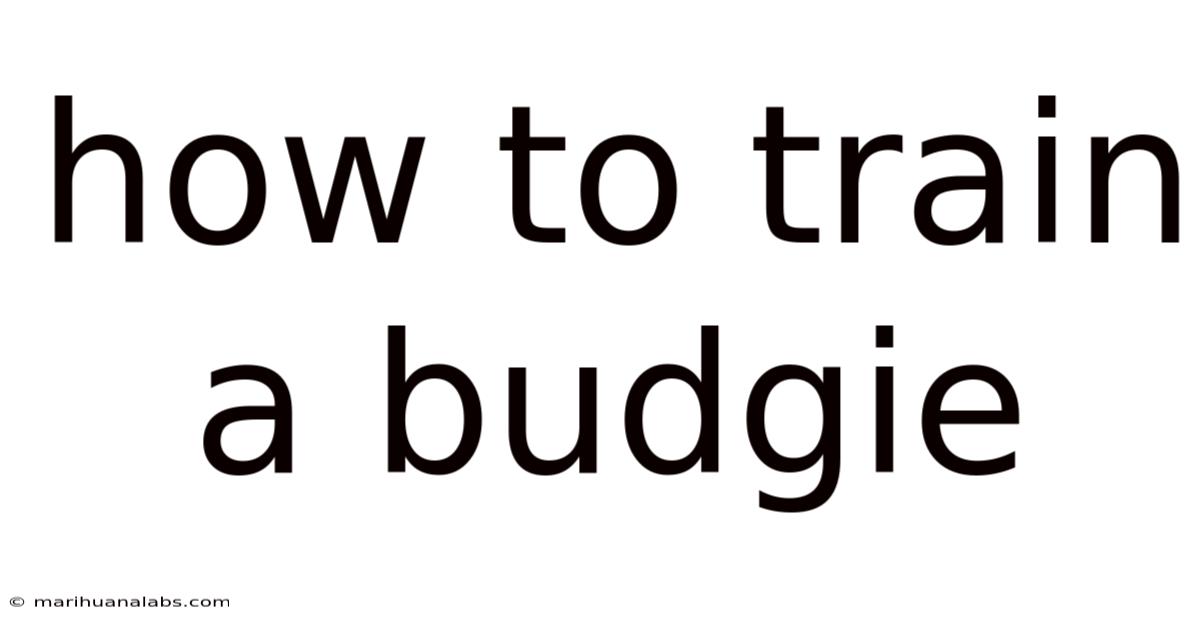 How To Train A Budgie