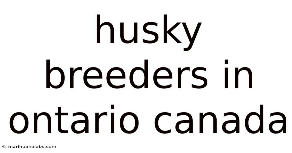 Husky Breeders In Ontario Canada