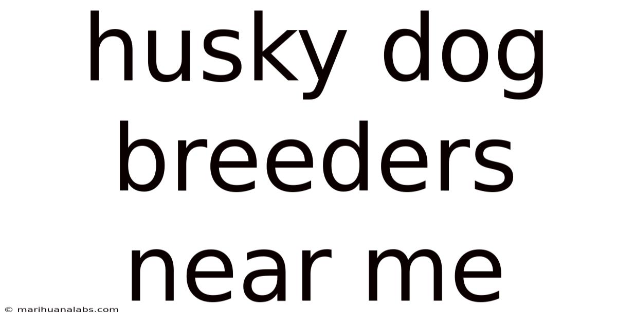 Husky Dog Breeders Near Me