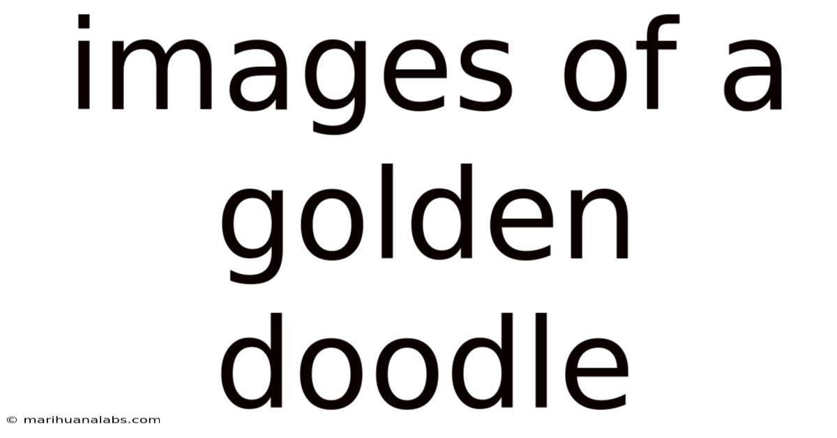 Images Of A Golden Doodle