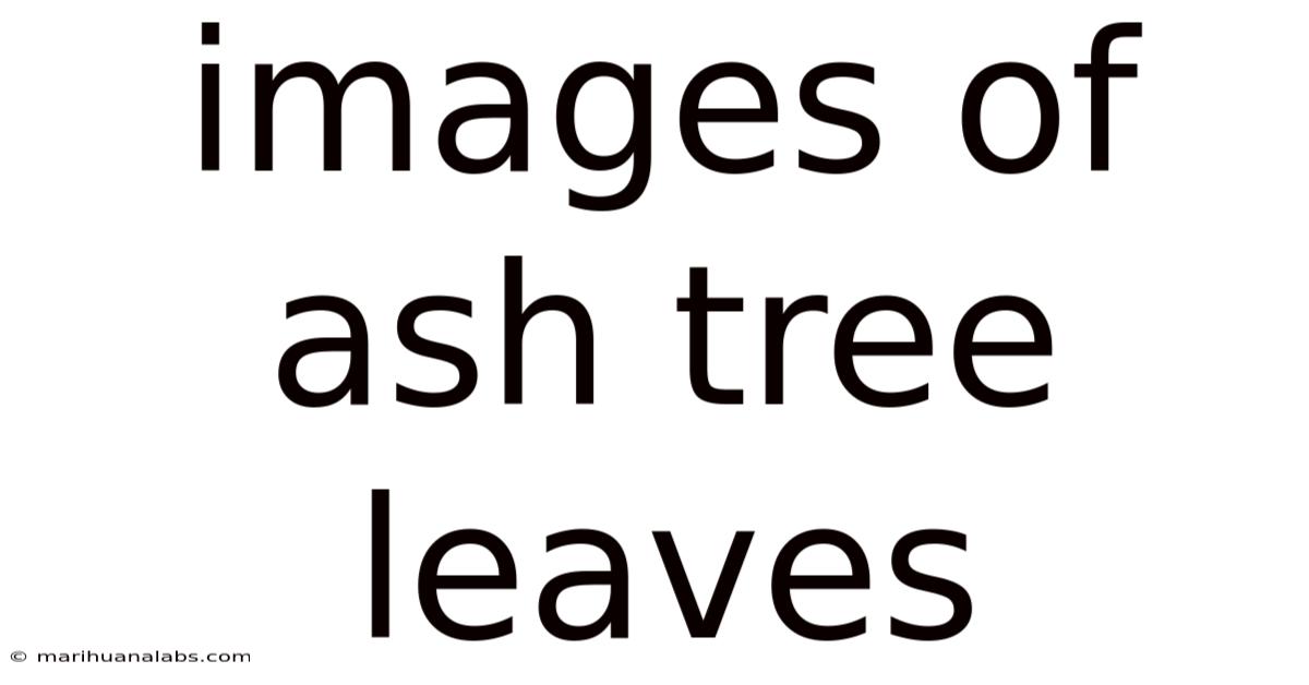 Images Of Ash Tree Leaves