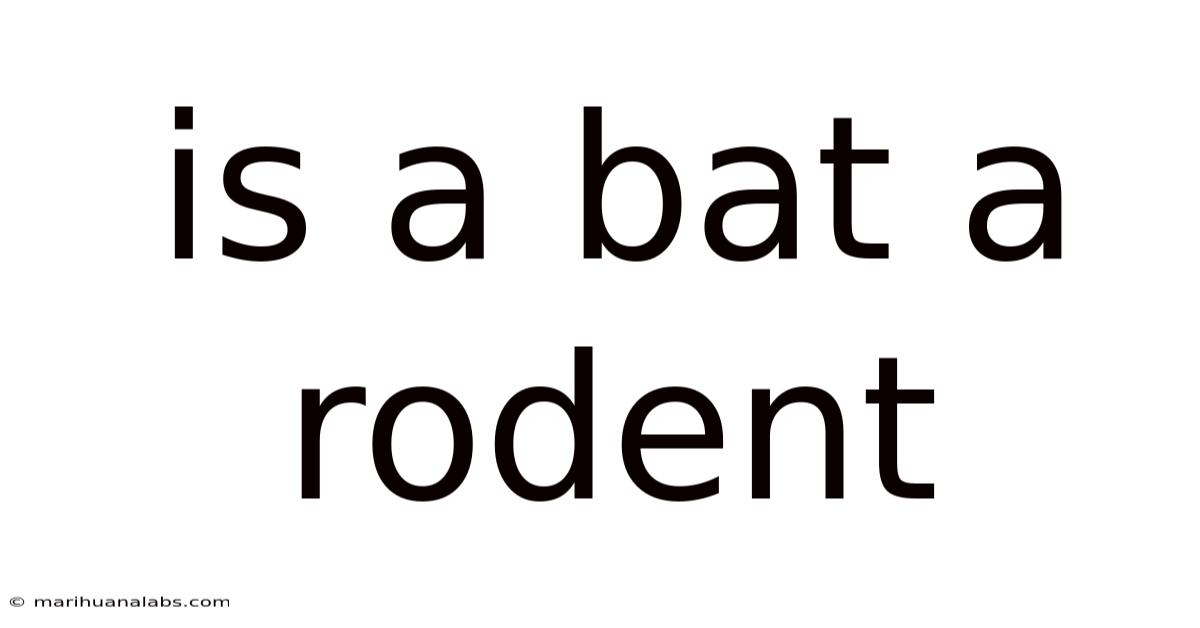 Is A Bat A Rodent