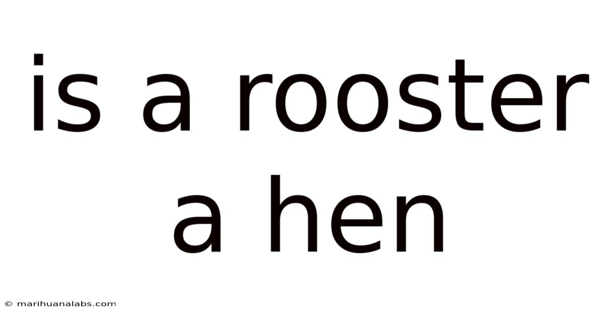 Is A Rooster A Hen
