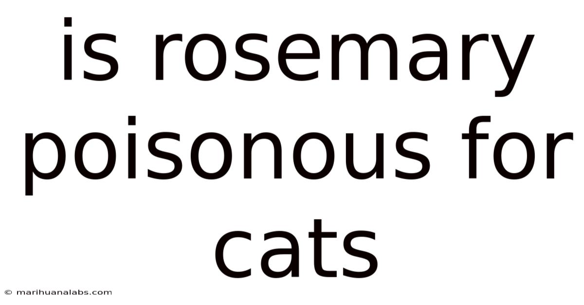 Is Rosemary Poisonous For Cats