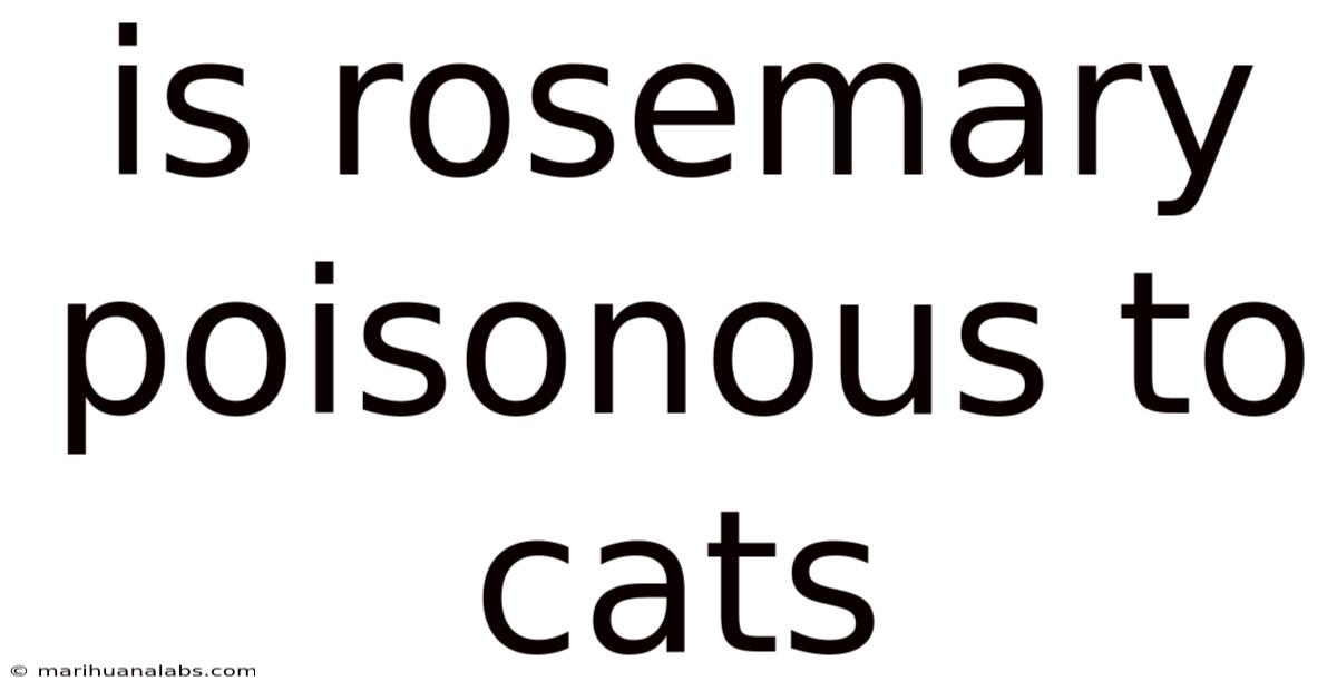 Is Rosemary Poisonous To Cats