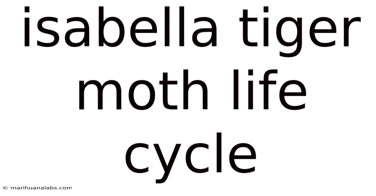 Isabella Tiger Moth Life Cycle