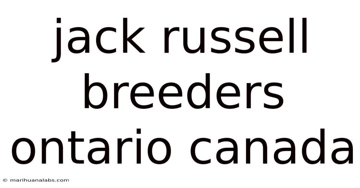 Jack Russell Breeders Ontario Canada