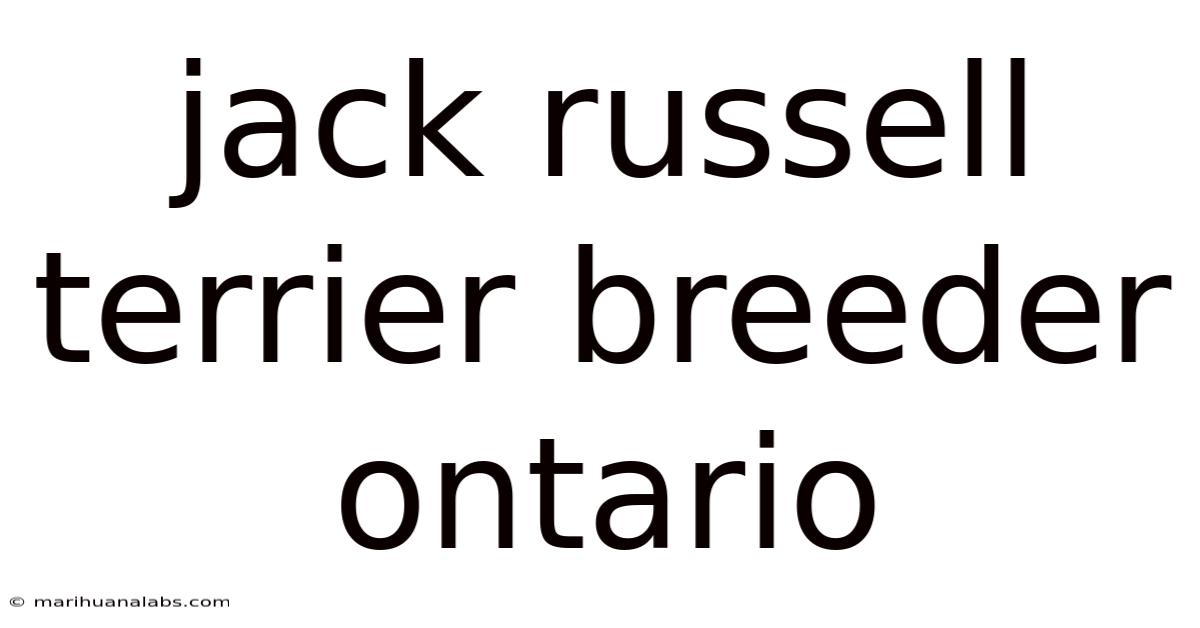 Jack Russell Terrier Breeder Ontario