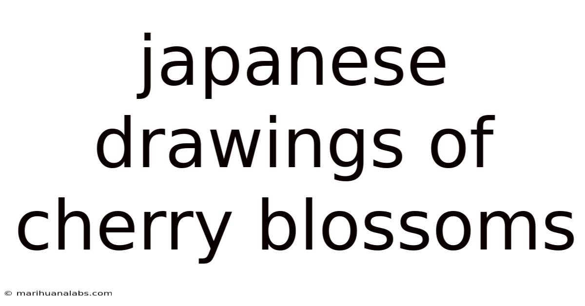Japanese Drawings Of Cherry Blossoms