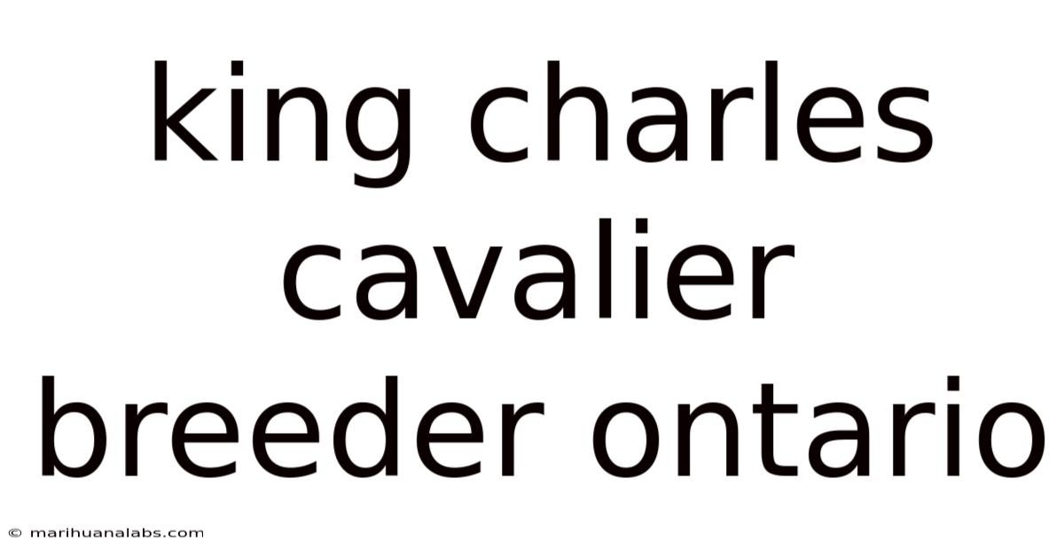 King Charles Cavalier Breeder Ontario