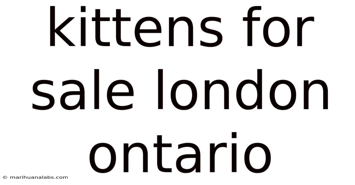 Kittens For Sale London Ontario