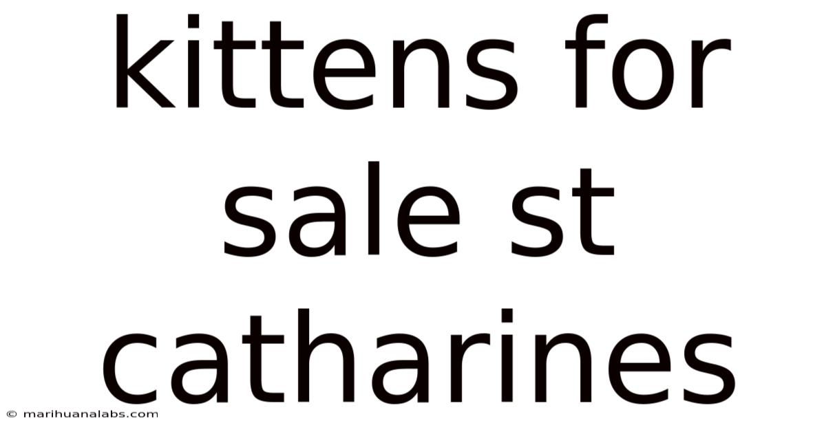Kittens For Sale St Catharines