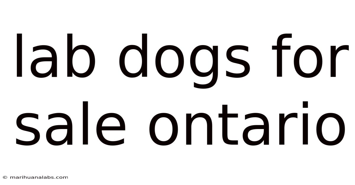 Lab Dogs For Sale Ontario