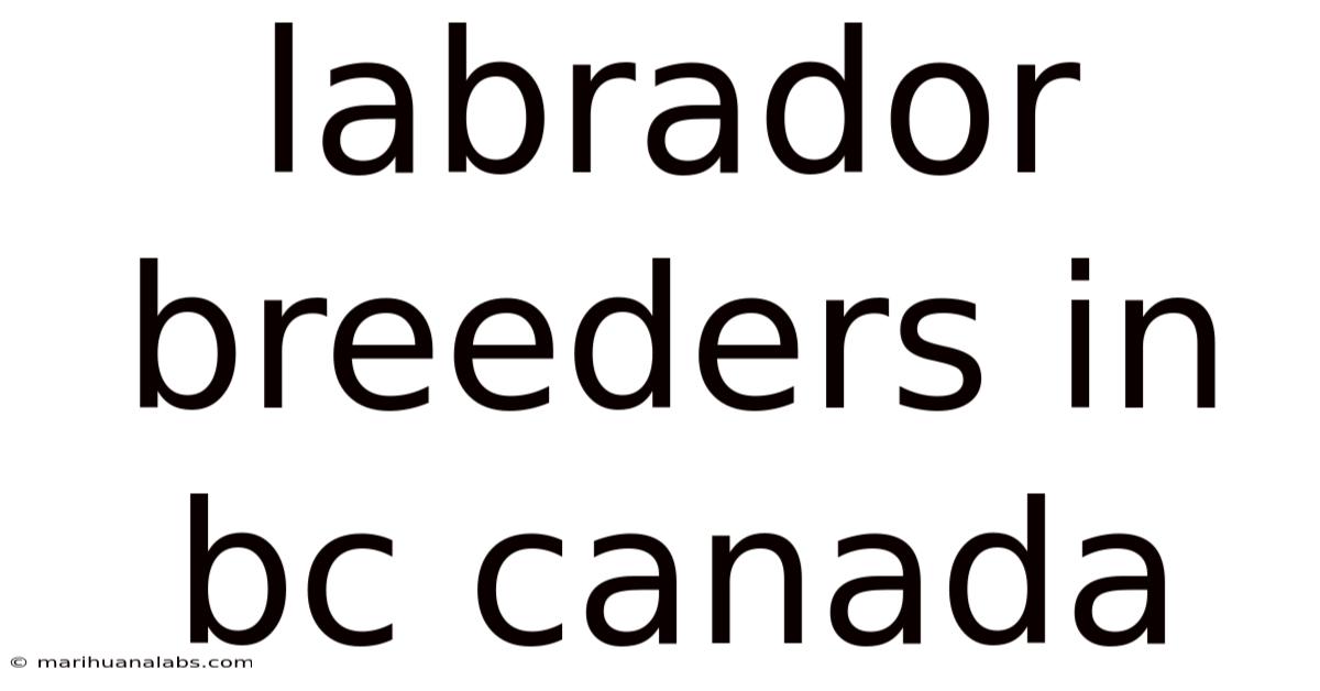 Labrador Breeders In Bc Canada
