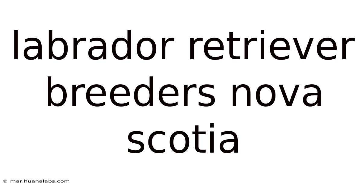 Labrador Retriever Breeders Nova Scotia