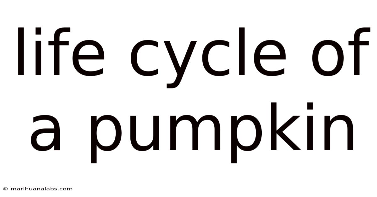 Life Cycle Of A Pumpkin