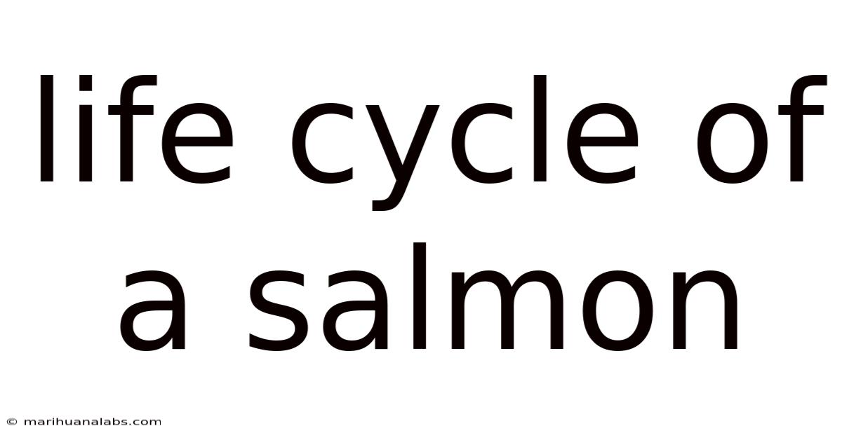 Life Cycle Of A Salmon