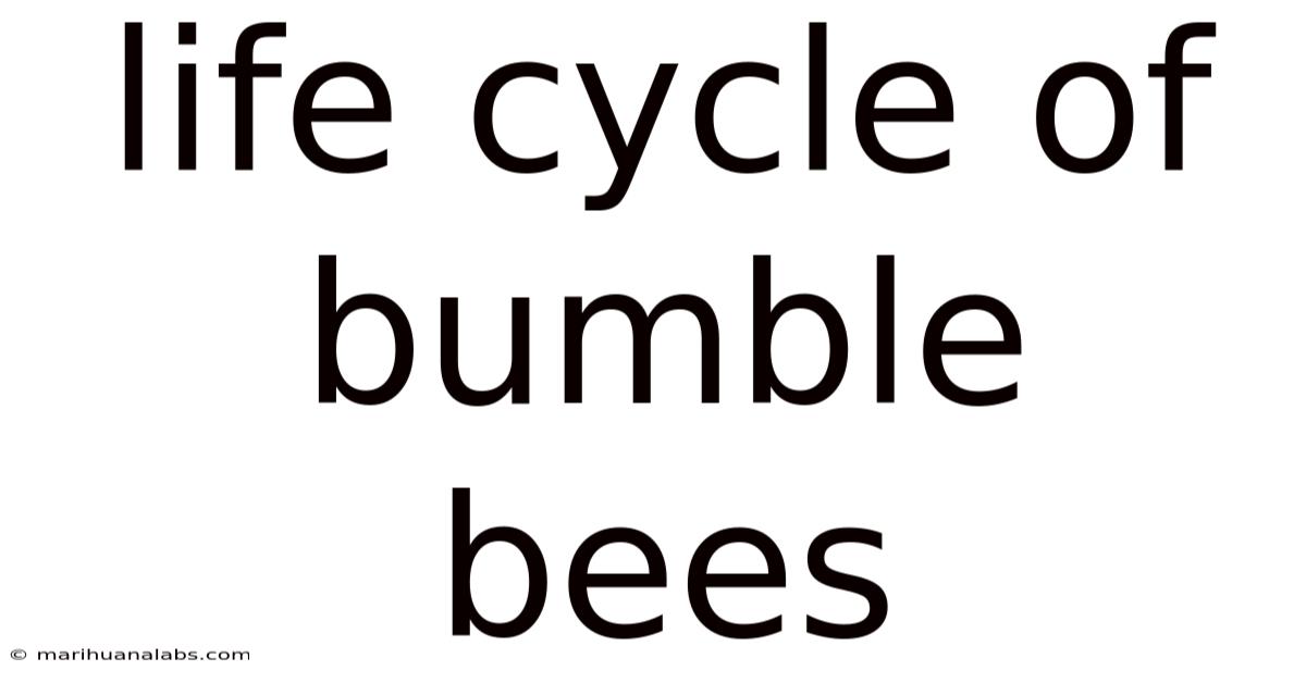 Life Cycle Of Bumble Bees
