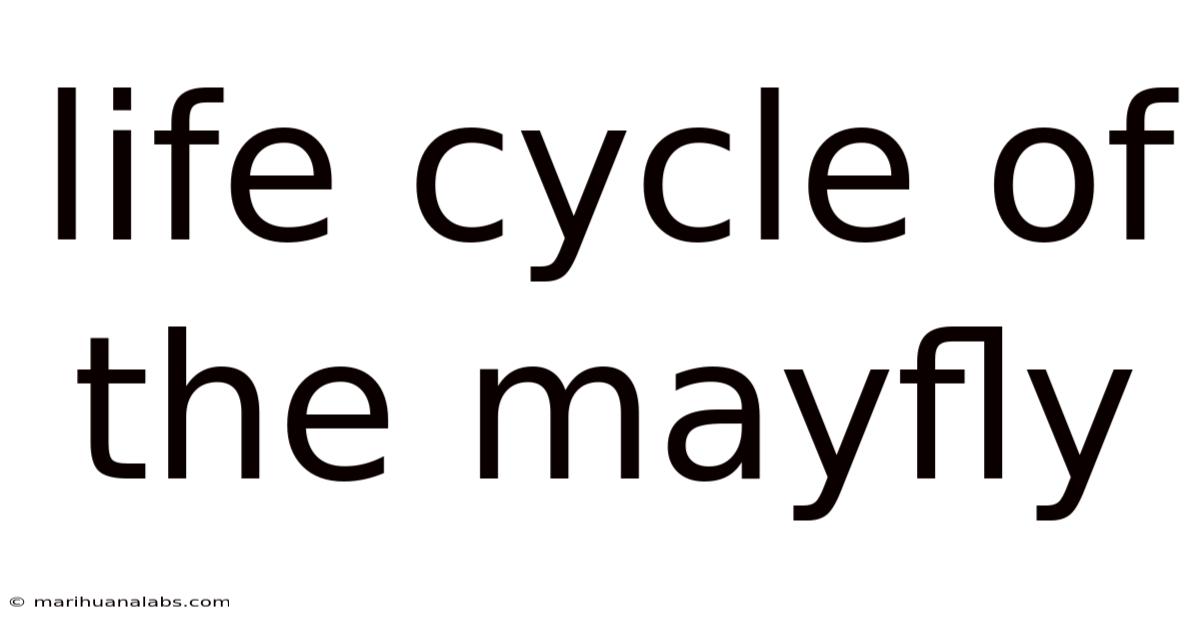 Life Cycle Of The Mayfly