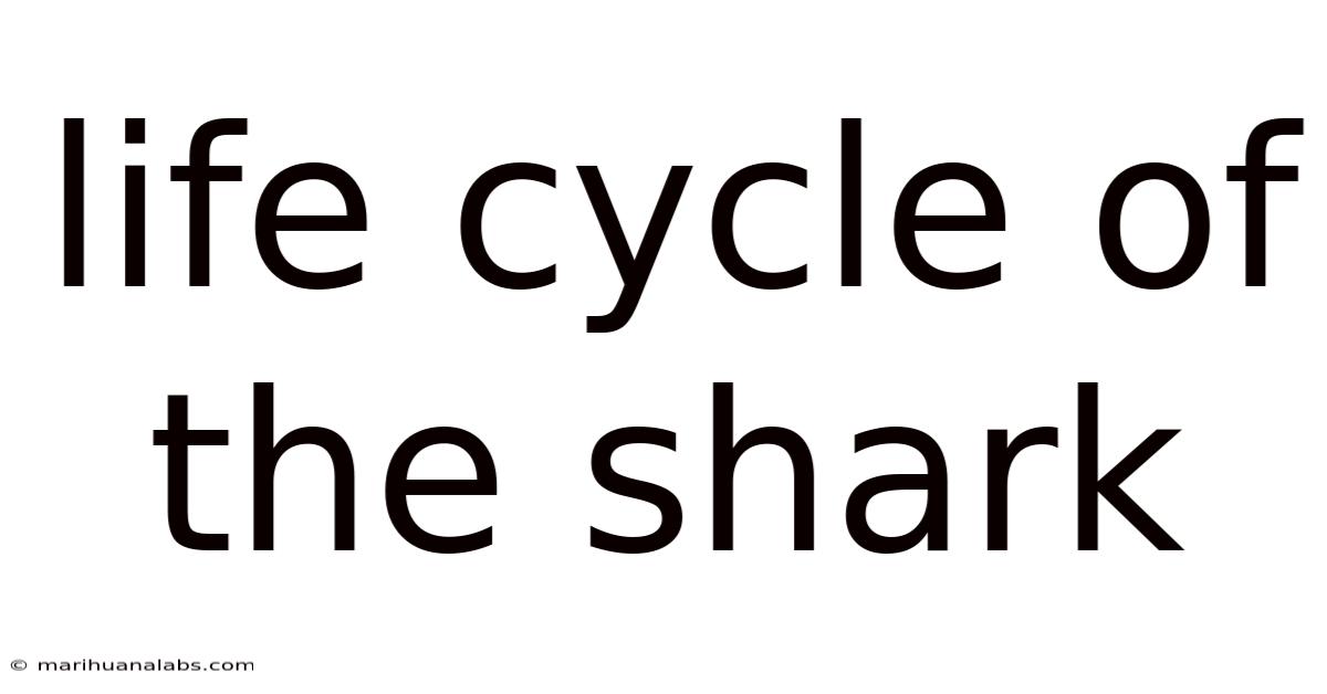 Life Cycle Of The Shark